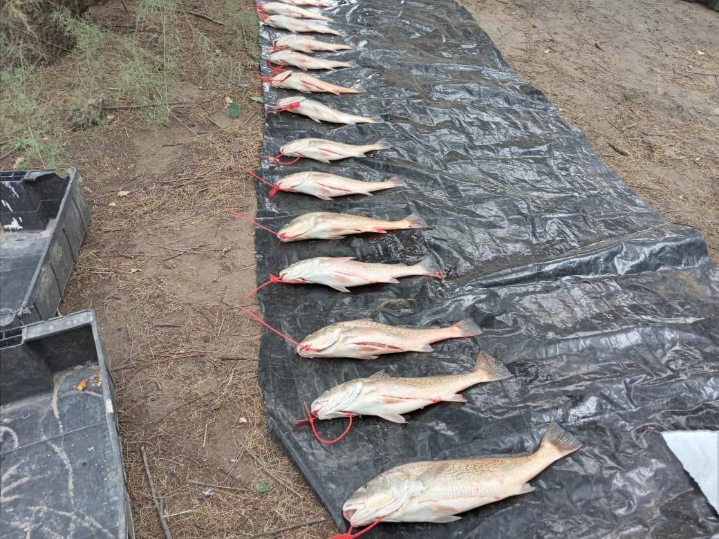 Buena pesca en Reta para las 6 horas de la corvina de mayor peso