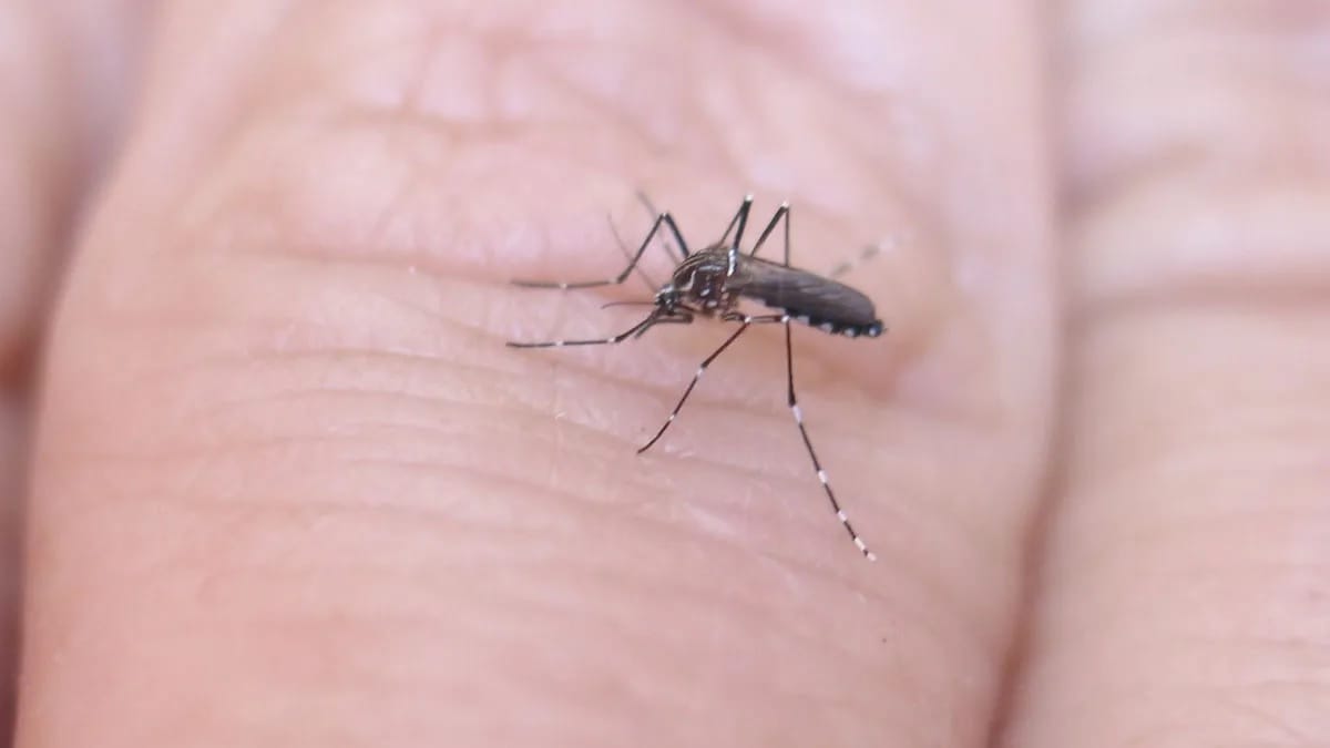 Gustavo Labecca y el hallazgo del mosquito: “Lo vi más corpulento, raro”