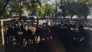 Otro exitoso remate de La Agrícola Ganadera en San Cayetano