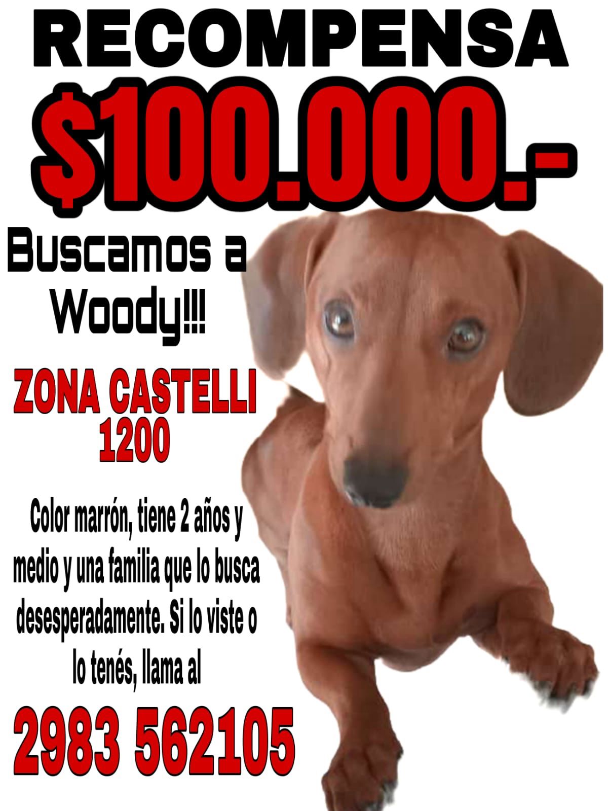 Se perdió Woody. Ofrecen recompensa