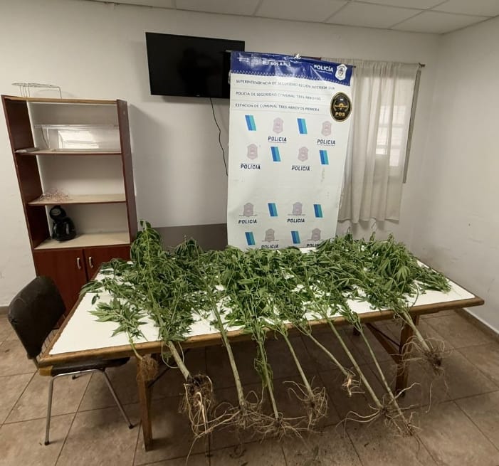 San Mayol: hallaron plantas de marihuana en un allanamiento