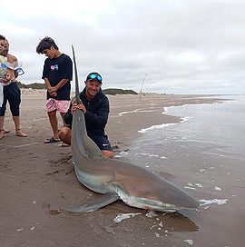 Pescaron un tiburón bacota desde la costa en Claromecó