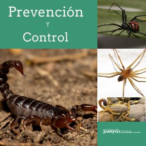 Recomendaciones y cuidados ante la aparición de alacranes